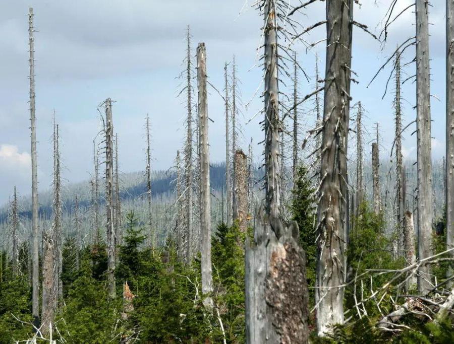 ��Ⱦ�S��(zh��)ˮѭ�h(hu��n)������B�궼׃��׌��(sh��)ľ��ή������